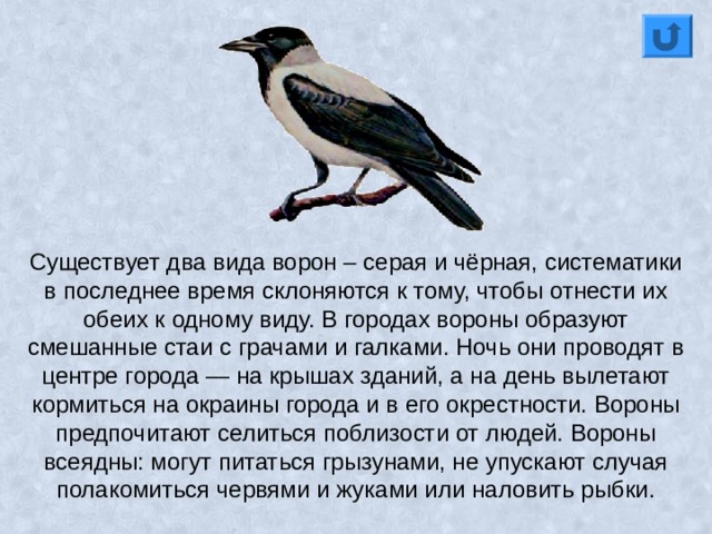 Существует два вида ворон – серая и чёрная, систематики в последнее время склоняются к тому, чтобы отнести их обеих к одному виду. В городах вороны образуют смешанные стаи с грачами и галками. Ночь они проводят в центре города — на крышах зданий, а на день вылетают кормиться на окраины города и в его окрестности. Вороны предпочитают селиться поблизости от людей. Вороны всеядны: могут питаться грызунами, не упускают случая полакомиться червями и жуками или наловить рыбки. 