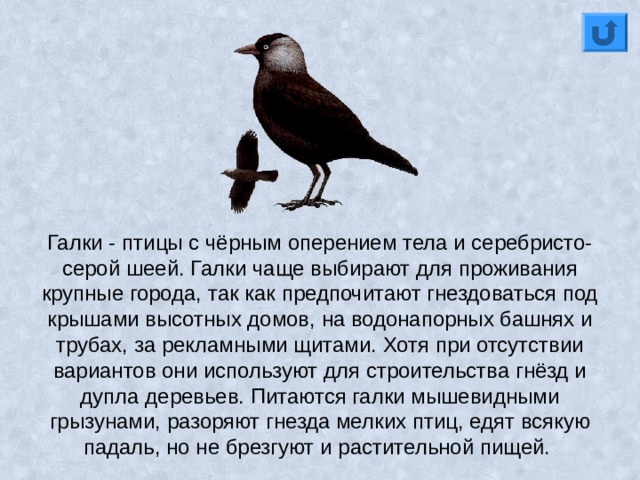 Галки - птицы с чёрным оперением тела и серебристо-серой шеей. Галки чаще выбирают для проживания крупные города, так как предпочитают гнездоваться под крышами высотных домов, на водонапорных башнях и трубах, за рекламными щитами. Хотя при отсутствии вариантов они используют для строительства гнёзд и дупла деревьев. Питаются галки мышевидными грызунами, разоряют гнезда мелких птиц, едят всякую падаль, но не брезгуют и растительной пищей. 