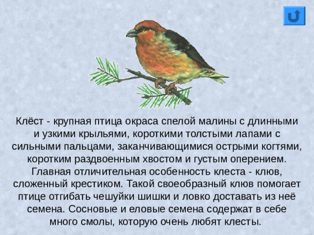 Клёст - крупная птица окраса спелой малины с длинными и узкими крыльями, короткими толстыми лапами с сильными пальцами, заканчивающимися острыми когтями, коротким раздвоенным хвостом и густым оперением. Главная отличительная особенность клеста - клюв, сложенный крестиком. Такой своеобразный клюв помогает птице отгибать чешуйки шишки и ловко доставать из неё семена. Сосновые и еловые семена содержат в себе много смолы, которую очень любят клесты. 