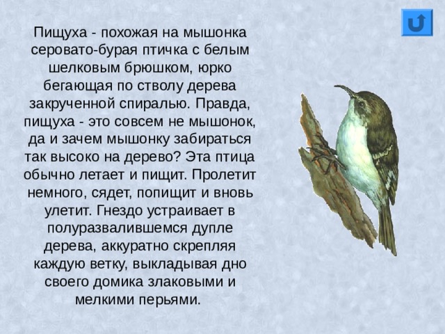 Пищуха - похожая на мышонка серовато-бурая птичка с белым шелковым брюшком, юрко бегающая по стволу дерева закрученной спиралью. Правда, пищуха - это совсем не мышонок, да и зачем мышонку забираться так высоко на дерево? Эта птица обычно летает и пищит. Пролетит немного, сядет, попищит и вновь улетит. Гнездо устраивает в полуразвалившемся дупле дерева, аккуратно скрепляя каждую ветку, выкладывая дно своего домика злаковыми и мелкими перьями. 