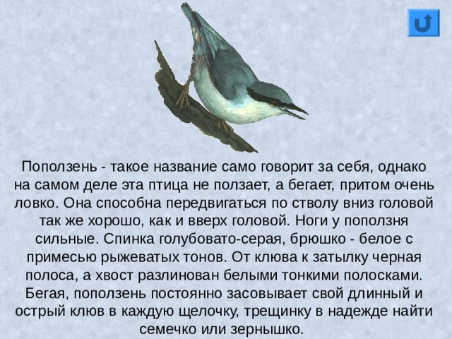 Поползень - такое название само говорит за себя, однако на самом деле эта птица не ползает, а бегает, притом очень ловко. Она способна передвигаться по стволу вниз головой так же хорошо, как и вверх головой. Ноги у поползня сильные. Спинка голубовато-серая, брюшко - белое с примесью рыжеватых тонов. От клюва к затылку черная полоса, а хвост разлинован белыми тонкими полосками. Бегая, поползень постоянно засовывает свой длинный и острый клюв в каждую щелочку, трещинку в надежде найти семечко или зернышко. 