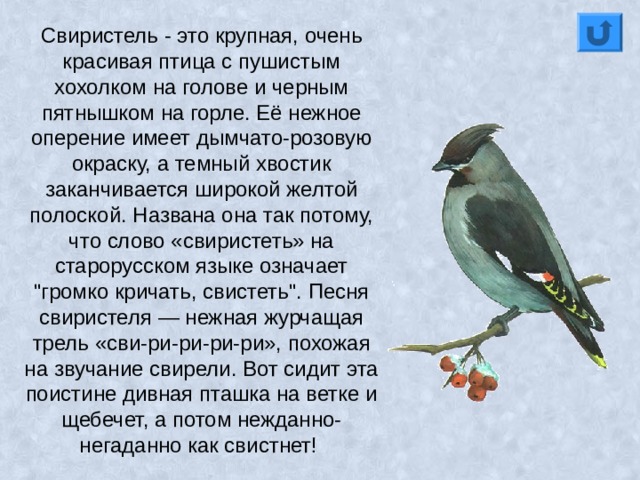 Свиристель - это крупная, очень красивая птица с пушистым хохолком на голове и черным пятнышком на горле. Её нежное оперение имеет дымчато-розовую окраску, а темный хвостик заканчивается широкой желтой полоской. Названа она так потому, что слово «свиристеть» на старорусском языке означает 
