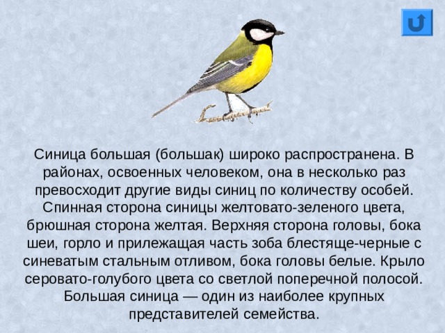 Синица большая (большак) широко распространена. В районах, освоенных человеком, она в несколько раз превосходит другие виды синиц по количеству особей. Спинная сторона синицы желтовато-зеленого цвета, брюшная сторона желтая. Верхняя сторона головы, бока шеи, горло и прилежащая часть зоба блестяще-черные с синеватым стальным отливом, бока головы белые. Крыло серовато-голубого цвета со светлой поперечной полосой. Большая синица — один из наиболее крупных представителей семейства. 