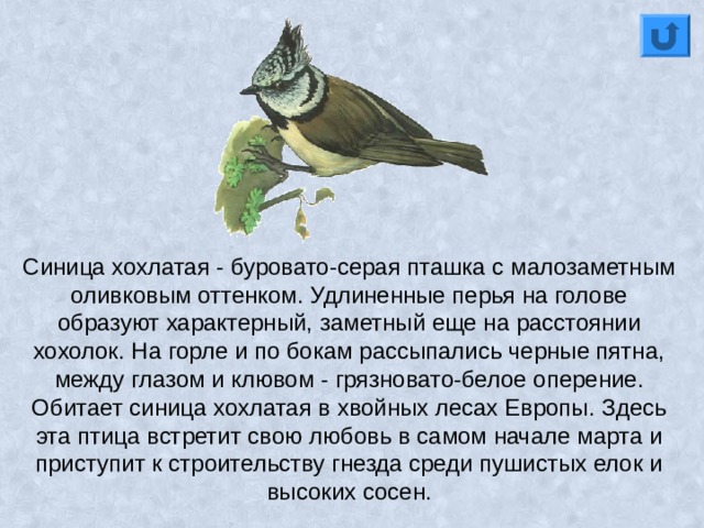 Синица хохлатая - буровато-серая пташка с малозаметным оливковым оттенком. Удлиненные перья на голове образуют характерный, заметный еще на расстоянии хохолок. На горле и по бокам рассыпались черные пятна, между глазом и клювом - грязновато-белое оперение. Обитает синица хохлатая в хвойных лесах Европы. Здесь эта птица встретит свою любовь в самом начале марта и приступит к строительству гнезда среди пушистых елок и высоких сосен. 