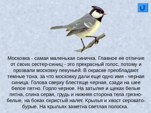 Московка - самая маленькая синичка. Главное ее отличие от своих сестер-синиц - это прекрасный голос, потому и прозвали московку певуньей. В окраске преобладают темные тона, за что московку дали еще одно имя - черная синица. Голова сверху блестяще черная, сзади на шее белое пятно. Горло черное. На затылке и щеках белые пятна, спина серая, грудь и нижняя сторона тела грязно-белые, на боках охристый налет. Крылья и хвост серовато-бурые. На крыльях заметна светлая полоска. 