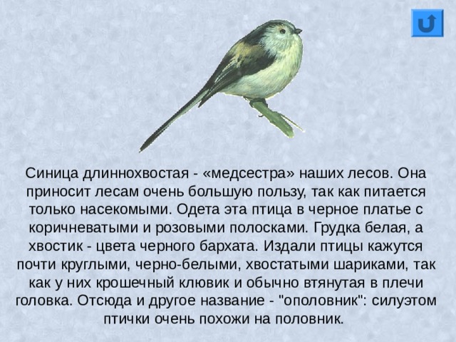 Синица длиннохвостая - «медсестра» наших лесов. Она приносит лесам очень большую пользу, так как питается только насекомыми. Одета эта птица в черное платье с коричневатыми и розовыми полосками. Грудка белая, а хвостик - цвета черного бархата. Издали птицы кажутся почти круглыми, черно-белыми, хвостатыми шариками, так как у них крошечный клювик и обычно втянутая в плечи головка. Отсюда и другое название - 