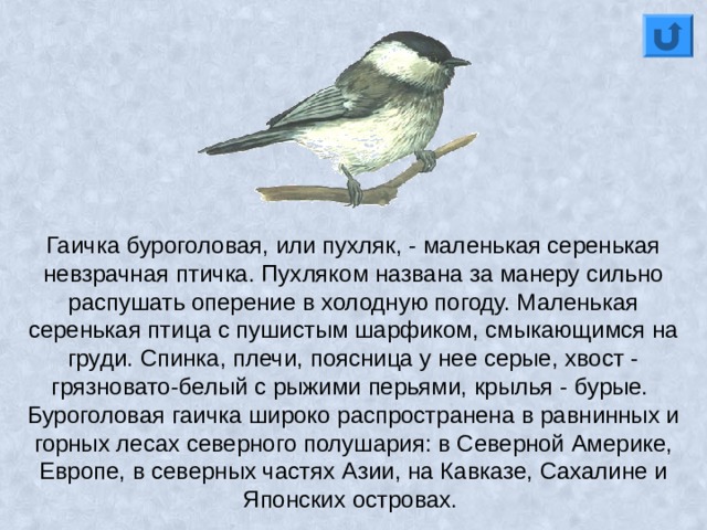 Гаичка буроголовая, или пухляк, - маленькая серенькая невзрачная птичка. Пухляком названа за манеру сильно распушать оперение в холодную погоду. Маленькая серенькая птица с пушистым шарфиком, смыкающимся на груди. Спинка, плечи, поясница у нее серые, хвост - грязновато-белый с рыжими перьями, крылья - бурые. Буроголовая гаичка широко распространена в равнинных и горных лесах северного полушария: в Северной Америке, Европе, в северных частях Азии, на Кавказе, Сахалине и Японских островах. 
