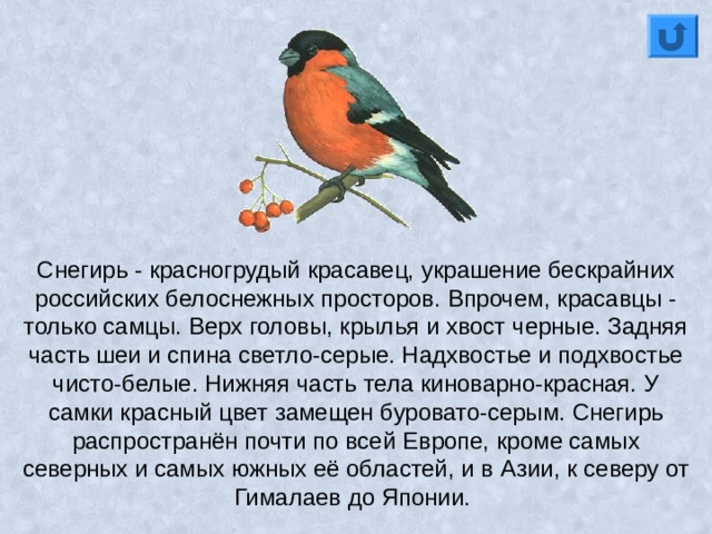 Снегирь - красногрудый красавец, украшение бескрайних российских белоснежных просторов. Впрочем, красавцы - только самцы. Верх головы, крылья и хвост черные. Задняя часть шеи и спина светло-серые. Надхвостье и подхвостье чисто-белые. Нижняя часть тела киноварно-красная. У самки красный цвет замещен буровато-серым. Снегирь распространён почти по всей Европе, кроме самых северных и самых южных её областей, и в Азии, к северу от Гималаев до Японии. 