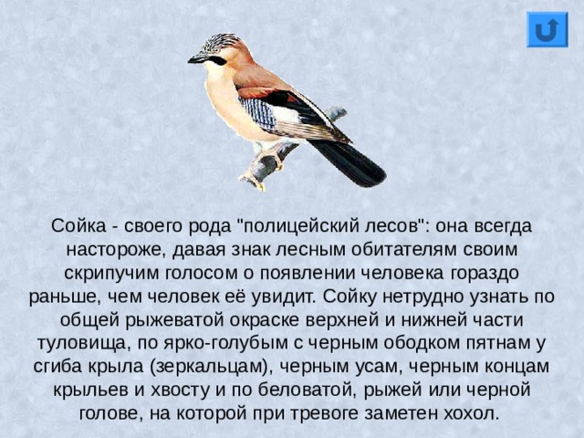 Сойка - своего рода 