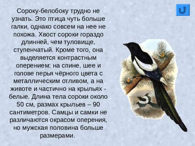 Сороку-белобоку трудно не узнать. Это птица чуть больше галки, однако совсем на нее не похожа. Хвост сороки гораздо длинней, чем туловище, ступенчатый. Кроме того, она выделяется контрастным оперением: на спине, шее и голове перья чёрного цвета с металлическим отливом, а на животе и частично на крыльях - белые. Длина тела сороки около 50 см, размах крыльев – 90 сантиметров. Самцы и самки не различаются окрасом оперения, но мужская половина больше размерами. 