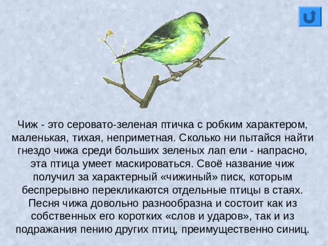 Чиж - это серовато-зеленая птичка с робким характером, маленькая, тихая, неприметная. Сколько ни пытайся найти гнездо чижа среди больших зеленых лап ели - напрасно, эта птица умеет маскироваться. Своё название чиж получил за характерный «чижиный» писк, которым беспрерывно перекликаются отдельные птицы в стаях. Песня чижа довольно разнообразна и состоит как из собственных его коротких «слов и ударов», так и из подражания пению других птиц, преимущественно синиц. 