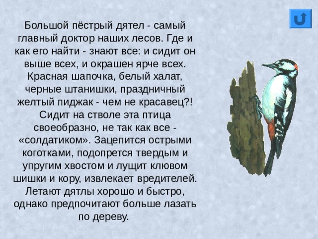 Большой пёстрый дятел - самый главный доктор наших лесов. Где и как его найти - знают все: и сидит он выше всех, и окрашен ярче всех. Красная шапочка, белый халат, черные штанишки, праздничный желтый пиджак - чем не красавец?! Сидит на стволе эта птица своеобразно, не так как все - «солдатиком». Зацепится острыми коготками, подопрется твердым и упругим хвостом и лущит клювом шишки и кору, извлекает вредителей.  Летают дятлы хорошо и быстро, однако предпочитают больше лазать по дереву. 