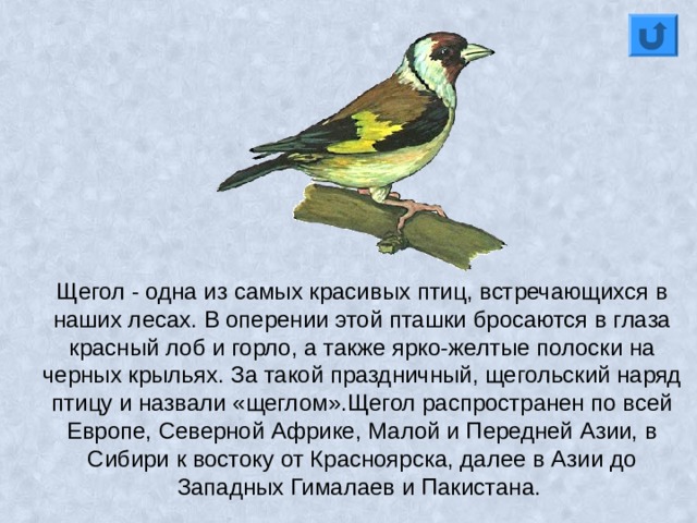 Щегол - одна из самых красивых птиц, встречающихся в наших лесах. В оперении этой пташки бросаются в глаза красный лоб и горло, а также ярко-желтые полоски на черных крыльях. За такой праздничный, щегольский наряд птицу и назвали «щеглом».Щегол распространен по всей Европе, Северной Африке, Малой и Передней Азии, в Сибири к востоку от Красноярска, далее в Азии до Западных Гималаев и Пакистана. 