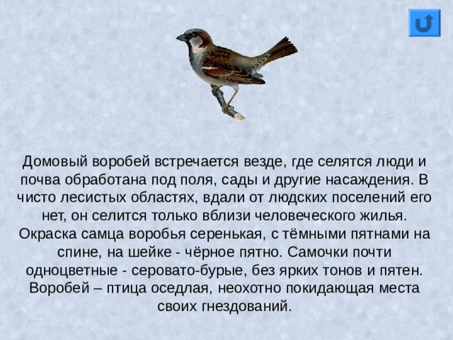Домовый воробей встречается везде, где селятся люди и почва обработана под поля, сады и другие насаждения. В чисто лесистых областях, вдали от людских поселений его нет, он селится только вблизи человеческого жилья.  Окраска самца воробья серенькая, с тёмными пятнами на спине, на шейке - чёрное пятно. Самочки почти одноцветные - серовато-бурые, без ярких тонов и пятен. Воробей – птица оседлая, неохотно покидающая места своих гнездований. 
