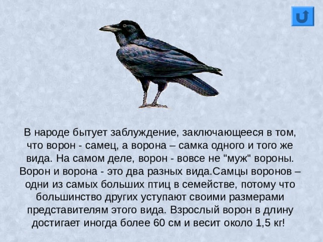 В народе бытует заблуждение, заключающееся в том, что ворон - самец, а ворона – самка одного и того же вида. На самом деле, ворон - вовсе не 