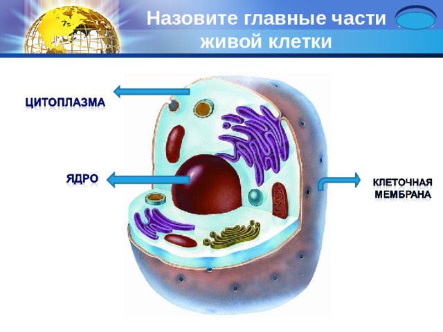 Назовите главные части живой клетки 