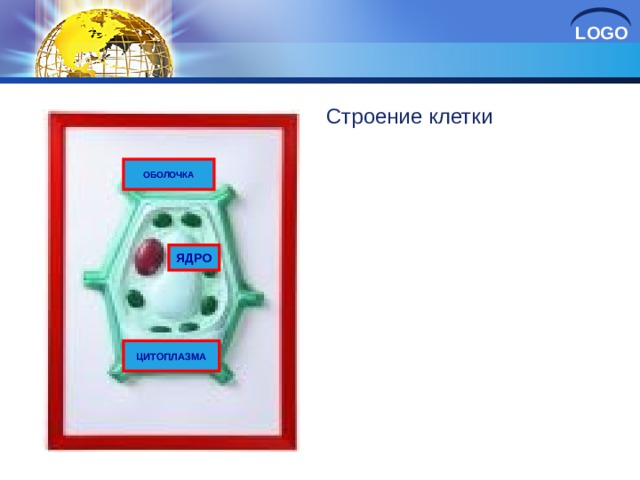 Строение клетки ОБОЛОЧКА ЯДРО ЦИТОПЛАЗМА 