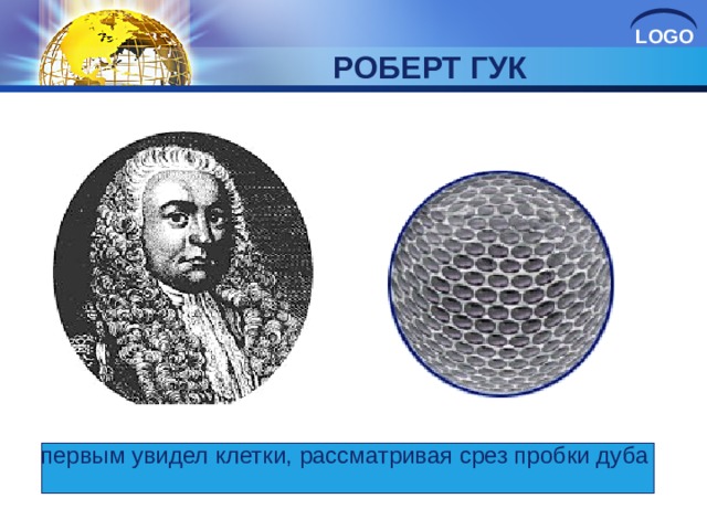 РОБЕРТ ГУК первым увидел клетки, рассматривая срез пробки дуба 
