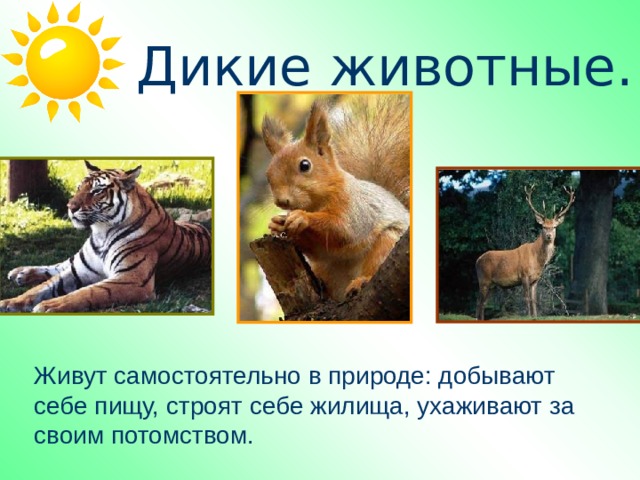  Дикие животные. Живут самостоятельно в природе: добывают себе пищу, строят себе жилища, ухаживают за своим потомством. 