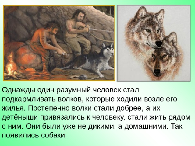 Однажды один разумный человек стал подкармливать волков, которые ходили возле его жилья. Постепенно волки стали добрее, а их детёныши привязались к человеку, стали жить рядом с ним. Они были уже не дикими, а домашними. Так появились собаки. 