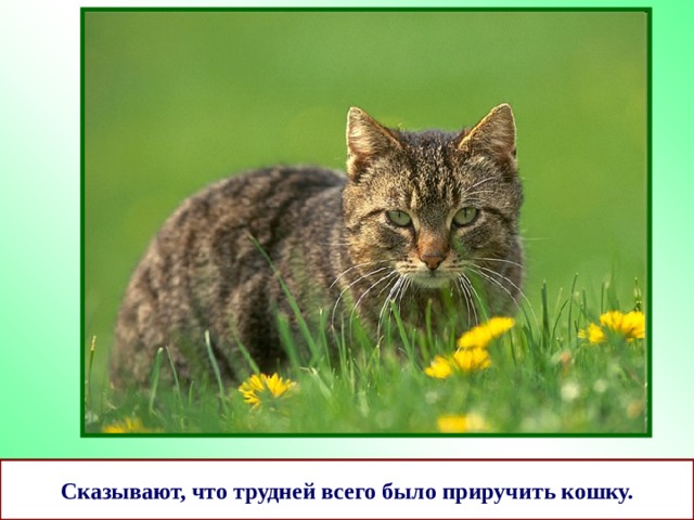Сказывают, что трудней всего было приручить кошку. 