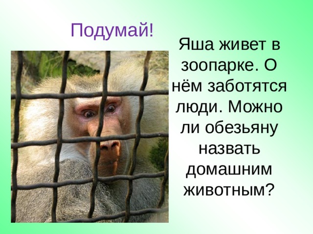 Подумай! Яша живет в зоопарке. О нём заботятся люди. Можно ли обезьяну назвать домашним животным? 