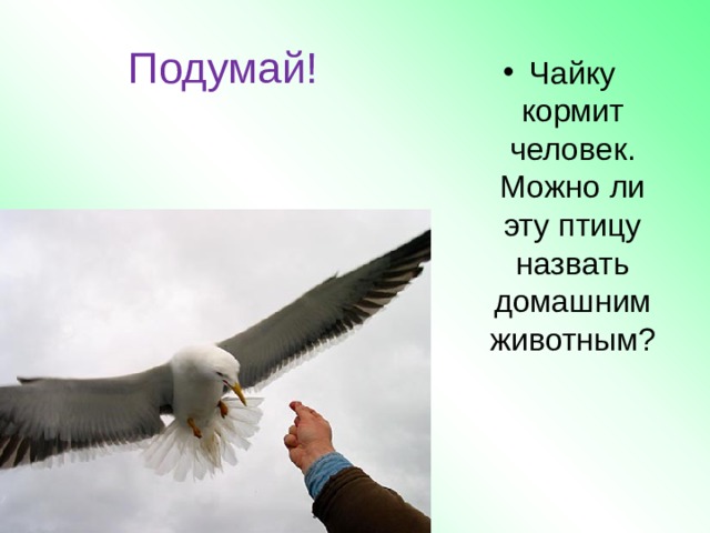 Подумай! Чайку кормит человек. Можно ли эту птицу назвать домашним животным? 