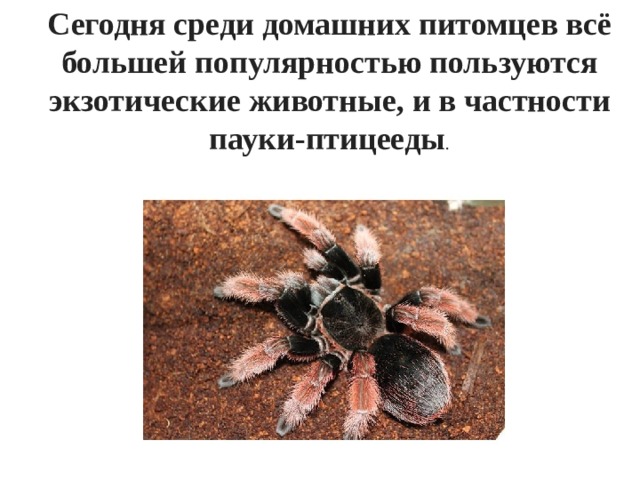 Сегодня среди домашних питомцев всё большей популярностью пользуются экзотические животные, и в частности пауки-птицееды . 