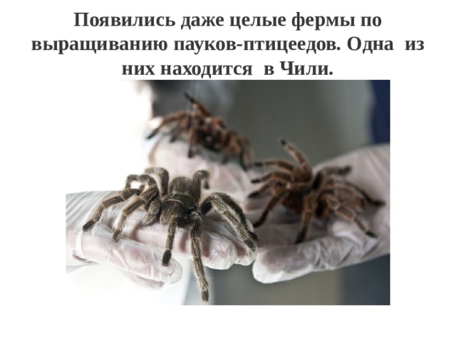 Появились даже целые фермы по выращиванию пауков-птицеедов. Одна из них находится в Чили. 