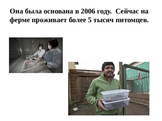 Она была основана в 2006 году. Сейчас на ферме проживает более 5 тысяч питомцев. 