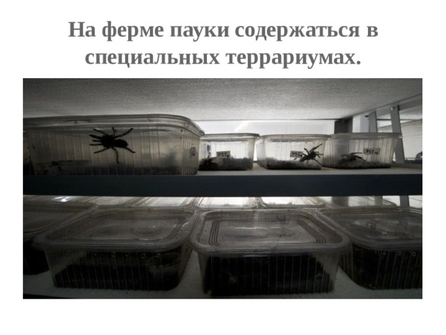 На ферме пауки содержаться в специальных террариумах. 