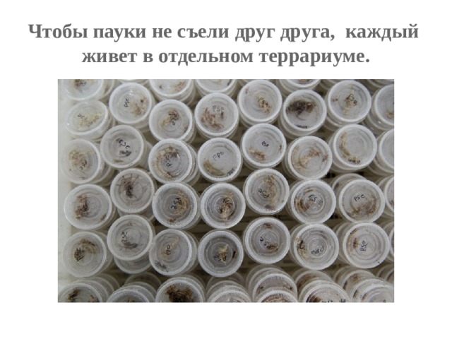 Чтобы пауки не съели друг друга, каждый живет в отдельном террариуме. 