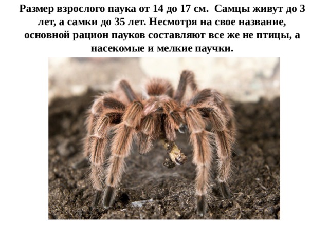 Размер взрослого паука от 14 до 17 см. Самцы живут до 3 лет, а самки до 35 лет. Несмотря на свое название, основной рацион пауков составляют все же не птицы, а насекомые и мелкие паучки. 