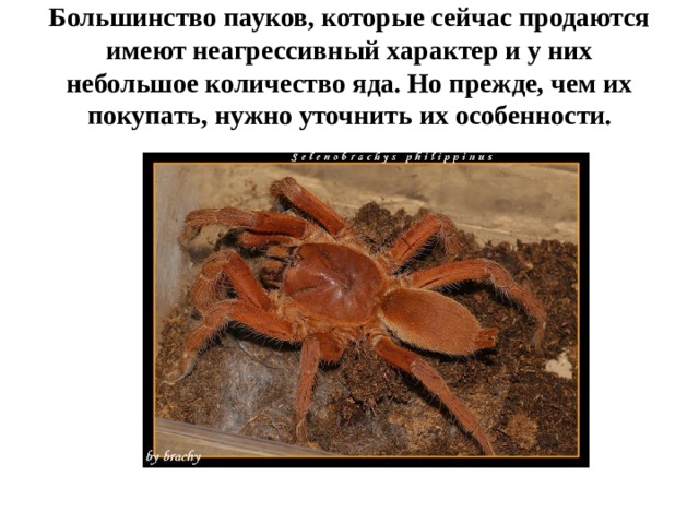 Большинство пауков, которые сейчас продаются имеют неагрессивный характер и у них небольшое количество яда. Но прежде, чем их покупать, нужно уточнить их особенности. 
