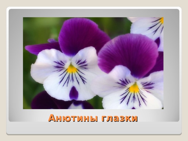  Анютины глазки 