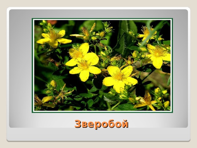  Зверобой 