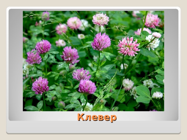  Клевер 