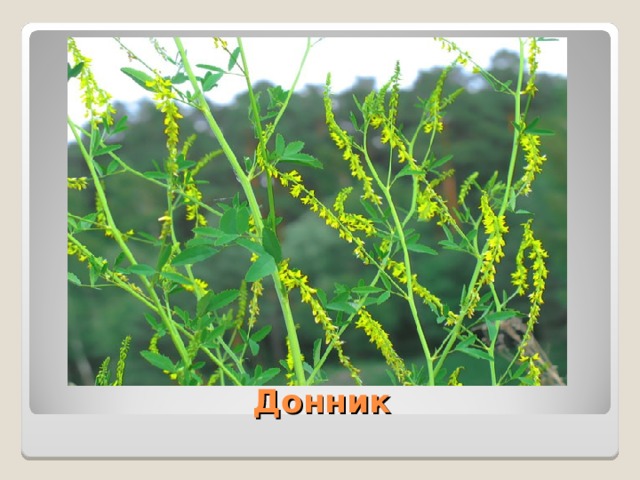  Донник 