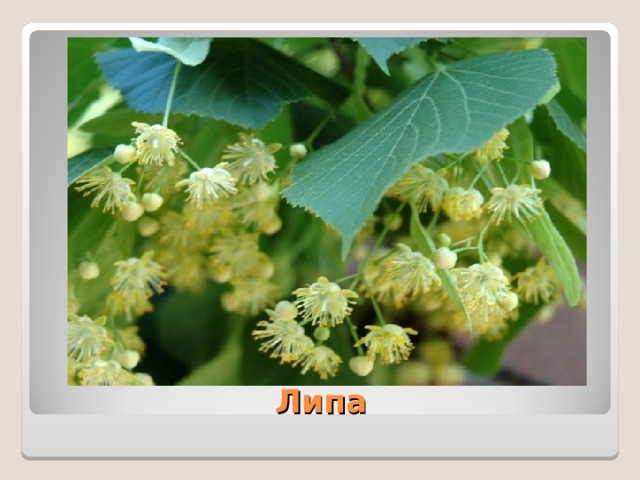  Липа 