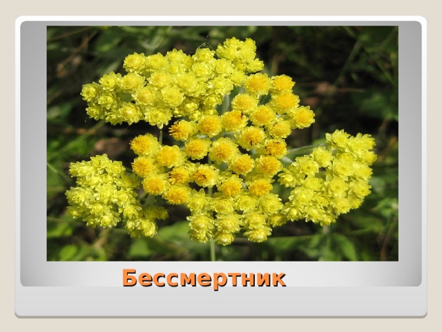  Бессмертник 