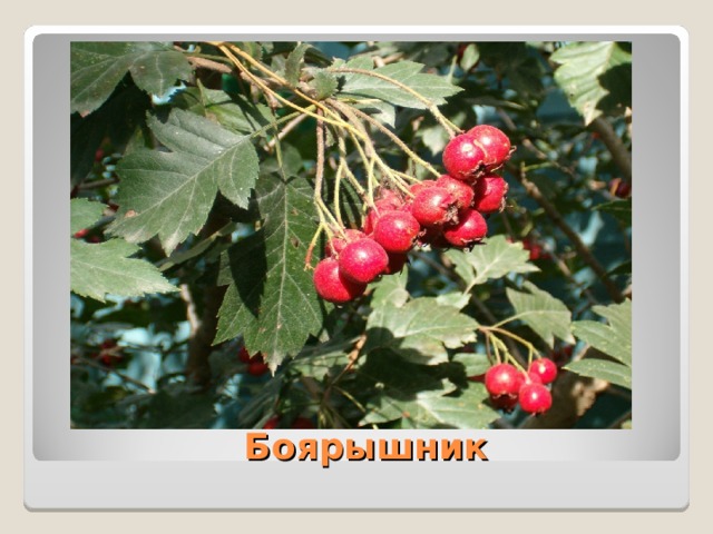 Боярышник 