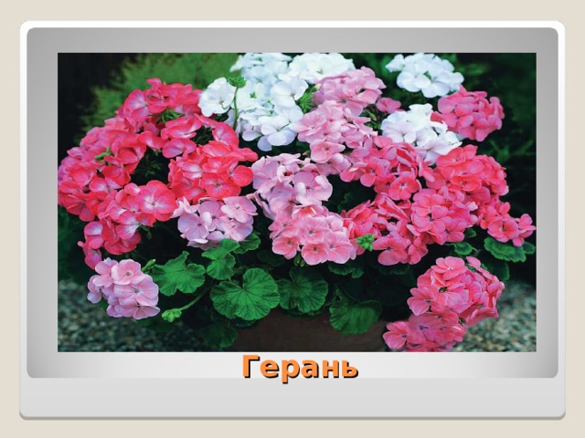  Герань 