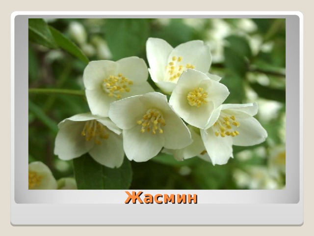  Жасмин 