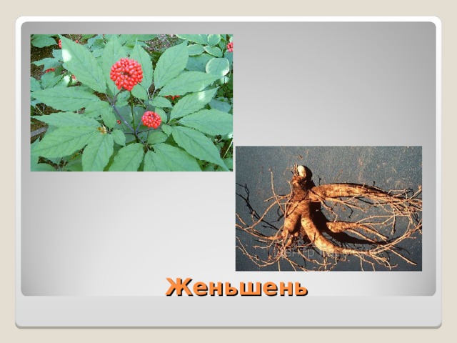  Женьшень 