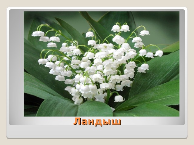  Ландыш 