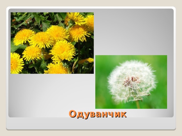  Одуванчик 
