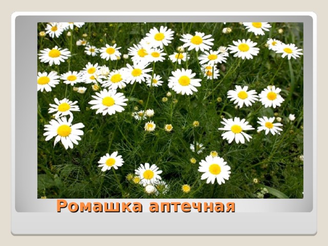  Ромашка аптечная 