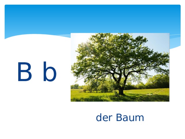B b der Baum 