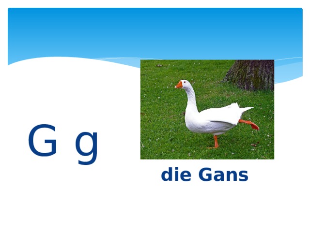  G g   die Gans 
