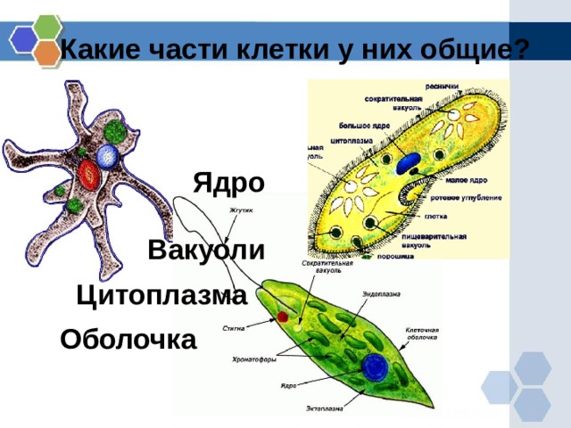 Какие части клетки у них общие? Ядро Вакуоли Цитоплазма Оболочка  